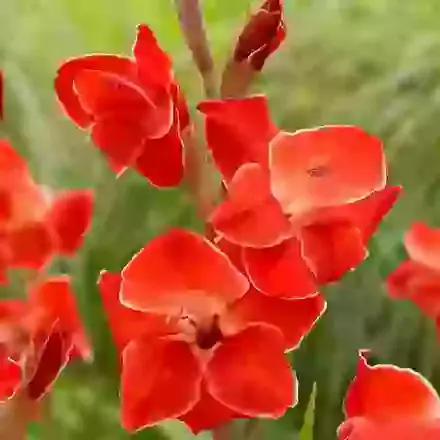 Atom